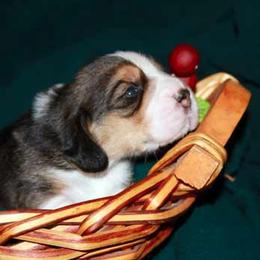 Beagle Puppies from Barrister Beagles
