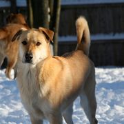 Chinook All Grown Up from Granite Hill Chinooks