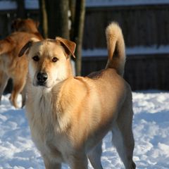 Chinook All Grown Up from Granite Hill Chinooks