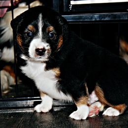 Miniature Australian Shepherd Puppies from Sand Dollar Aussies
