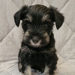 Miniature Schnauzers from Seaman's Schnauzers