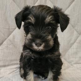 Miniature Schnauzers from Seaman's Schnauzers