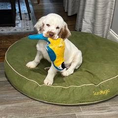 Clumber Spaniel Puppies from SunMagic Clumber Spaniels