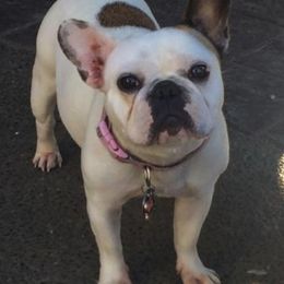 French Bulldog All Grown Up from Cooper’s French Bulldogs