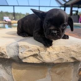 Tinka - Brindle and white female French Bulldog puppy in Saucier, Mississippi from Mississippi Sound Frenchies
