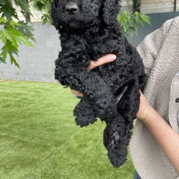 "Moped" Goldendoodle Puppies from Simply Doodles Ojai