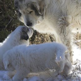 Great Pyrenees Puppies from Prospect Pyrenees