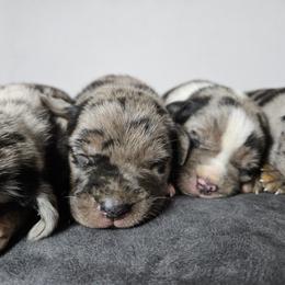 Ruger NALC - Blue merle male Catahoula Leopard Dog puppy in Doerun, Georgia from Twig & Tail Puppies