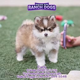 Everly - Gray and white female Pomsky puppy in Humeston, Iowa from M.A.R. Dogs