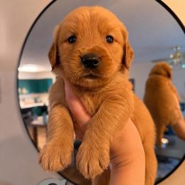 Gray Collar - Dark golden male Golden Retriever puppy in Covington, Louisiana from MyKy Puppies