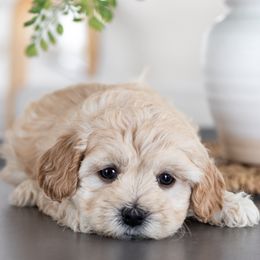 Maltipoo, Shichon, and Shihpoo Puppies from Timbercreek Puppies