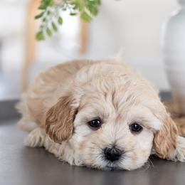 Maltipoo, Shichon, and Shihpoo Puppies from Timbercreek Puppies