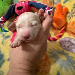 Female 4 - Cream female Dachshund puppy in Erie, Michigan from Champagne’s Grinch Toe’d Dachshunds