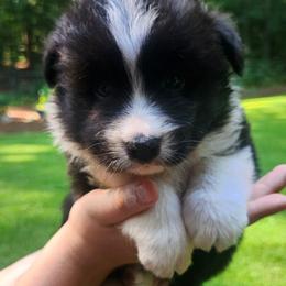 Border Collie Puppies from Snowbird Border Collies