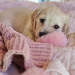 Girl 4 - Cream female Dachshund puppy in Laurel, Mississippi from Kissinger Dachshunds