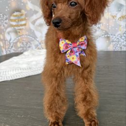 Mia - Red  female Poodle puppy in Cape Coral, Florida from Ruby the poodle
