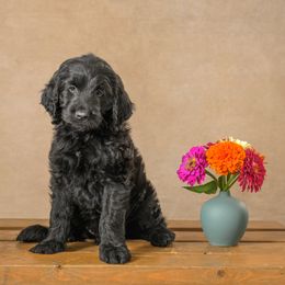 Berry - Black male Goldendoodle puppy in Germantown, Ohio from Doodle Patch Farm