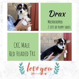 Boy 3 - Black and tan Pembroke Welsh Corgi puppy in Athens, Alabama from Southern Sass Corgis