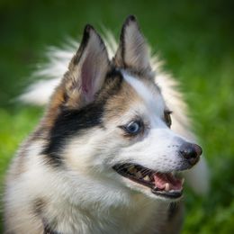 SYLVI - Pomsky