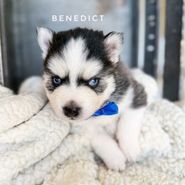 Benedict - Black and white Pomsky puppy in Grass Valley, California from Karalot Pomskies