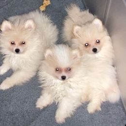 Pomeranians from Ashley Miller's Pomeranians