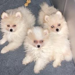 Pomeranians from Ashley Miller's Pomeranians