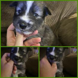 Black or agouti dark green boy - Black male Siberian Husky puppy in Wheeling, West Virginia from Powells Huskies