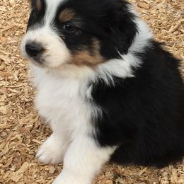Australian Shepherd Puppies from Spectacular Aussies