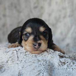Cedar - Black and cream male Dachshund puppy in Pasco, Washington from Loyal Lil Dachshunds