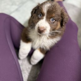 RTF1 - Red tri-color female Australian Shepherd puppy in Washington, Indiana from Bombshell Australian Shepherds