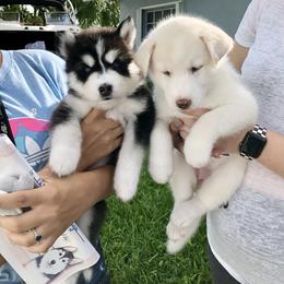 Maltese and Siberian Husky Puppies from Nyx’s Pack