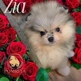 Zia - Blue merle female Pomeranian puppy in North Port, Florida from POMRITA POM’S
