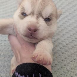 Flame - Red and white female Siberian Husky puppy in Wisconsin from Liberty Siberians