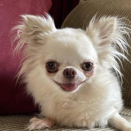 Chihuahua puppies from ChiWowTown Chihuahuas