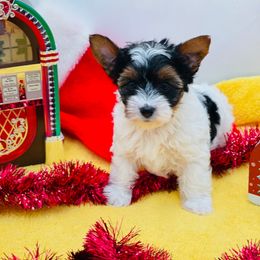 AKC - Ellie 3500 - Black tan and white female Biewer Terrier puppy in Douglas, Georgia from Heartland small breeds