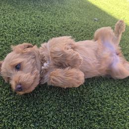 Pumpkin Purple - Red male Labradoodle puppy in Commerce City, Colorado from Playful Paws Labradoodles