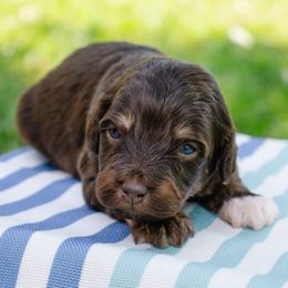 Simon - Red Tri - Red tri-color male Aussiedoodle puppy in Burkesville, Kentucky from Bline’s Awesome Aussies & Doxies at the Bline Family Farm