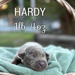Hardy - Silver male Dilute Retriever puppy in Puyallup, Washington from 12 Door Farm Labradors