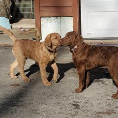 Chesapeake Bay Retriever Puppies from Chesamo Chesapeakes