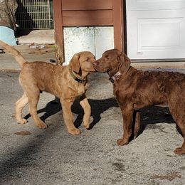 Chesapeake Bay Retriever Puppies from Chesamo Chesapeakes