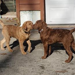 Chesapeake Bay Retriever Puppies from Chesamo Chesapeakes