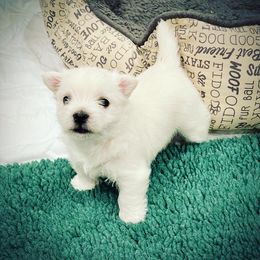 West Highland White Terrier Puppies from Elvador West Highland White Terriers