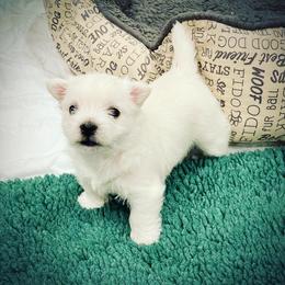 West Highland White Terrier Puppies from Elvador West Highland White Terriers