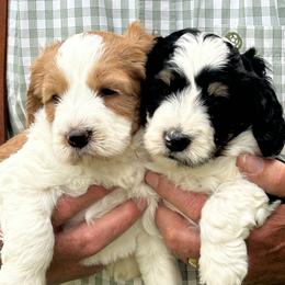 Bernedoodle, Poodle, and Soft Coated Wheaten Terrier Puppies from Whoodles of Wyoming