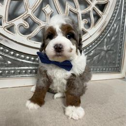 Blue collar - Merle male Bernedoodle puppy in Calico Rock, Arkansas from Cottrell’s Poodles & Doodles