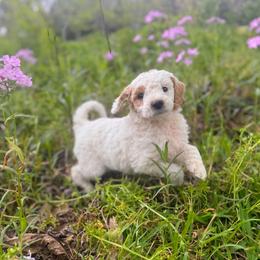 Odessa - Parti female Goldendoodle puppy in Pittsburg, Texas from Grace Springs Goldendoodles