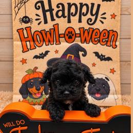 Lixira's Valentino - Black male Poodle puppy in Sumter, South Carolina from Lixira Poodles LLC
