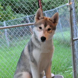 Siberian Husky Puppies from AVADAR Siberians