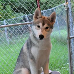 Siberian Husky Puppies from AVADAR Siberians