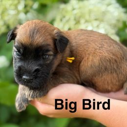 Boy 5 - Wheaten male Soft Coated Wheaten Terrier puppy in Newark, Ohio from Valleydayle Doodles and Wheatens